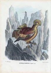 Rotshaan, 1863-79